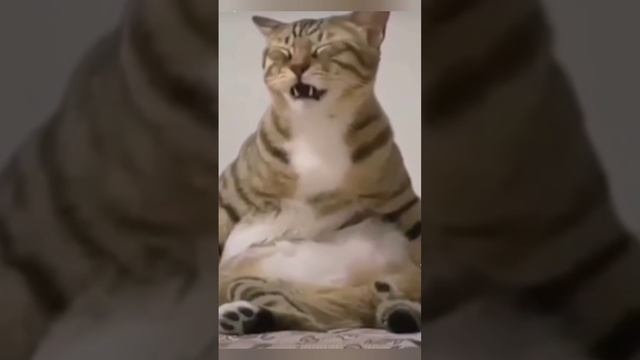 Рутуб кошки. Смешные котики видео. Кот наркоман.