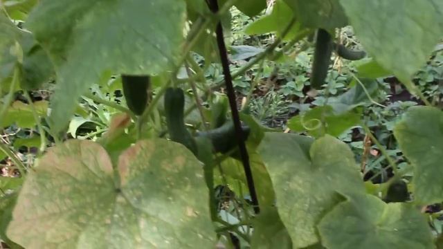Болезни огурцов и борьба с ними