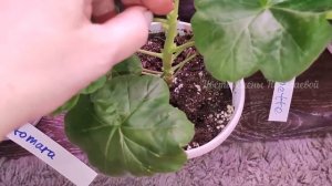 ВОЛШЕБНЫЙ ЭЛИКСИР ДЛЯ ГЕРАНИ (Пеларгонии) и Она Выпустит Боковые Побеги и Распушится, ПРОВЕРЕНО 100