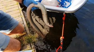 Чистим Угря в полевых условиях.