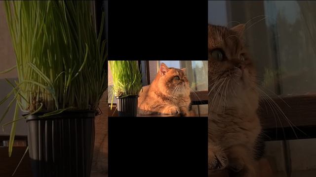 Британские золотые шиншиллы MimisolCats игры