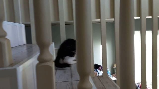 Коты на страже второго этажа - "собак" не пройдёт! Где едят и пьют наши коты. смотреть онлайн