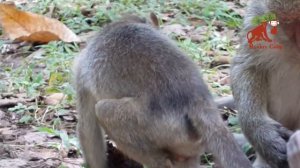 Big monkey bite baby monkey, Real life of baby monkey in Angkor, Monkey Camp part 687