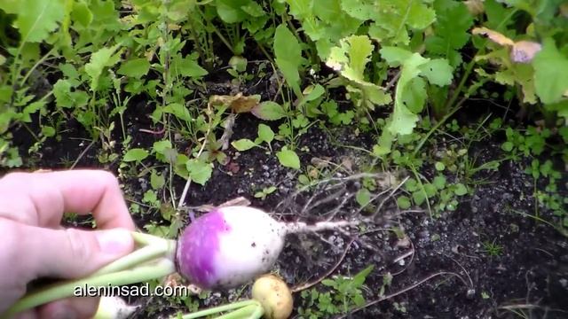 Выращивание редьки, редиса, репы, дайкона.  4.  Сбор урожая редиса и редьки розовой