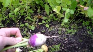 Выращивание редьки, редиса, репы, дайкона.  4.  Сбор урожая редиса и редьки розовой