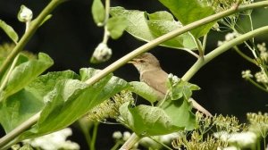 Садовая камышовка