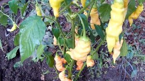 Sugar Rush Peach. Сорт острого перца