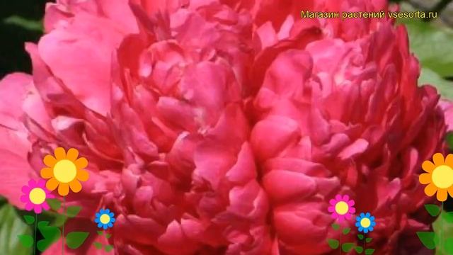 Пион молочноцветковый Комманд Перфоманс. Краткий обзор paeonia lactiflora Command performance