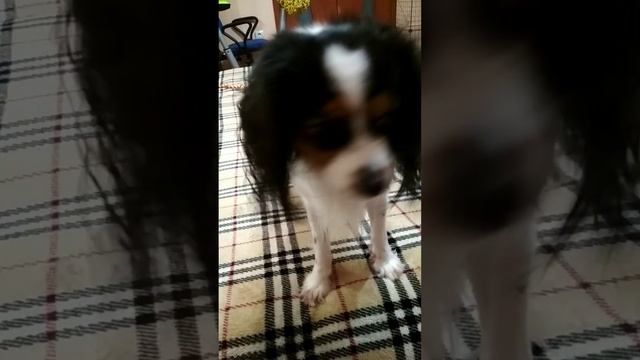 72. Кавалер Кинг Чарльз Спаниель смотреть онлайн