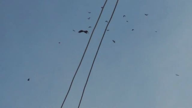 Гриф взлетел!!!! смотреть онлайн