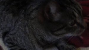 Кошка сошла с ума от запаха открыток, которые купил у бабушки.