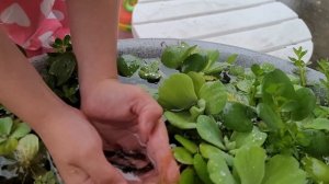 outdoor low maintenance, live planted pond, bacopa, dwarf water lettuce, frog bit ludwigia, guppies