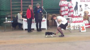 10. вельш корги пемброк 18.12.2016 Краснодар