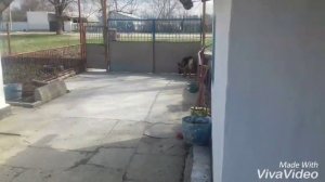 СКОЛЬКО ДЛИТСЯ БЕРЕМЕННОСТЬ У СОБАКИ