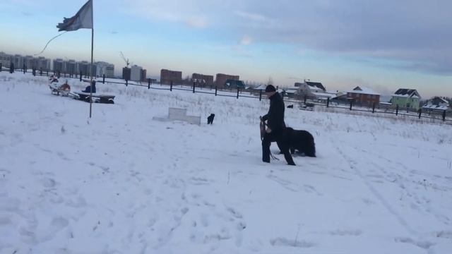 Ручной медведь, самый огромный домашний питомец смотреть онлайн