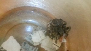 ПАУК КРЕСТОВИК (УГЛОВАТЫЙ КРЕСТОВИК)