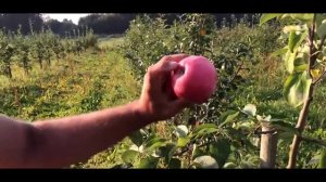 Яблоня сорт Женева ранняя Early Geneva  Ранние летние сорта яблонь