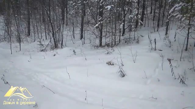 следы невиданых зверей