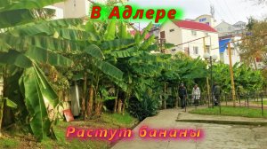 В Адлере сегодня 2022 растут бананы