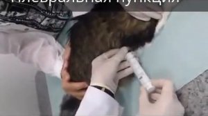 Патология дыхания у кошки