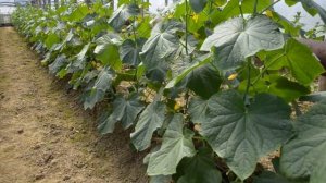 Три основные причины почему вянут листья огурцов в теплице? Микроклимат теплицы.