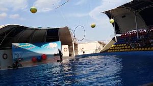 Дельфинарий. Афалины прыгают сквозь кольца!