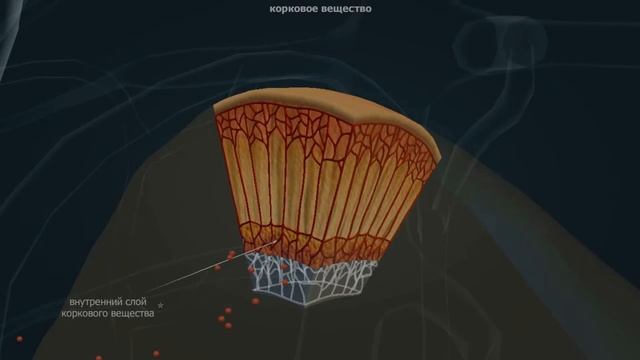 Надпочечники | Анатомия человека | Биология