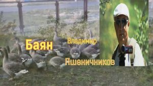 "Ой, вы гуси, вы серые гуси"