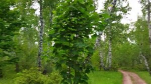 От Лопатиной горы до Алтын горы и к Смирновскому ущелью. Из тура по Кумыске.