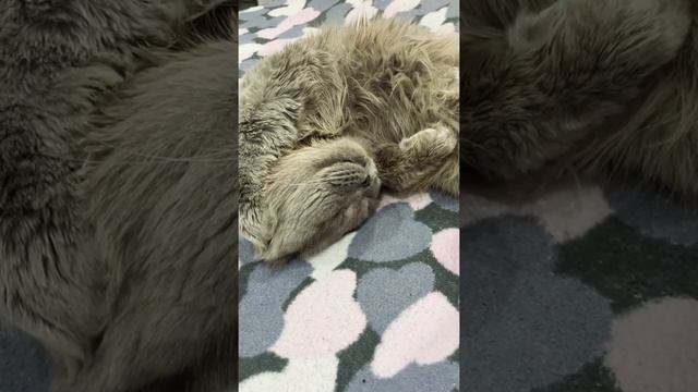 Котик чавкает во сне