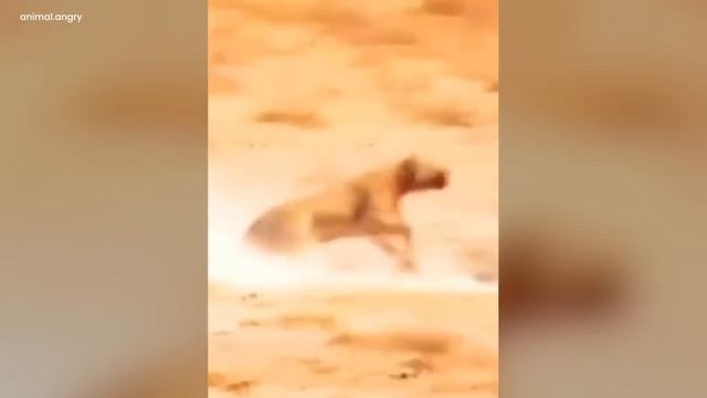 1 HOUR of Clearest Trail Cam Videos Attacks EVER Released смотреть онлайн