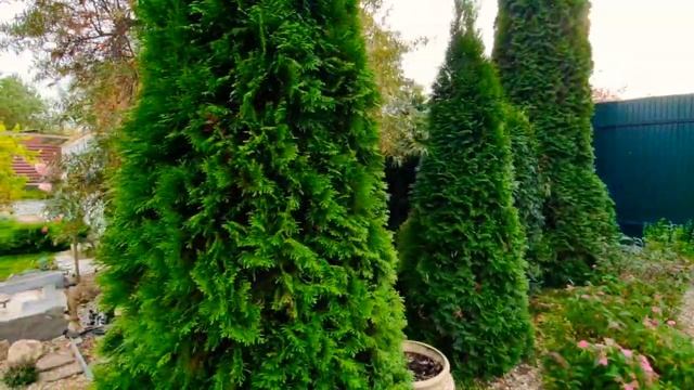 Декоративная зона из миниатюрных кустарников в стиле минимализм. смотреть онлайн