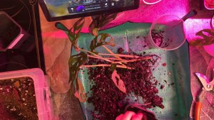 Пересадка монстеры Адансона. Как ухаживать за монстерой? Как удобрять монстеру? Как черенковать ?