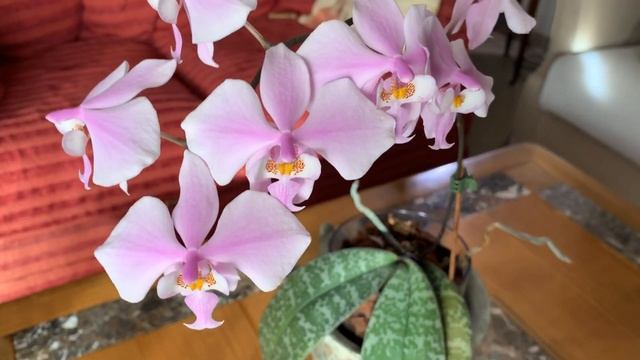Обзор коллекции орхидей на январь. Орхидеи в интерьере. смотреть онлайн