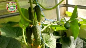 Как спасти огурцы от Тошки?