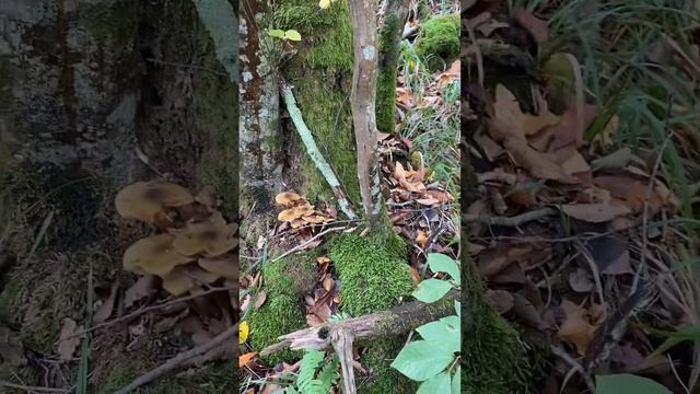 Грибы Чёрная лисичка Опята Сочи 2022 смотреть онлайн