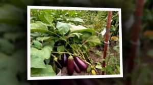 Кировский - баклажан для северного сада