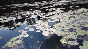 Клязьма в Щёлково. Водяные белые лилии