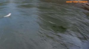 Голавль нахлыстом - парочка советов при ловле на мокрую мушку.