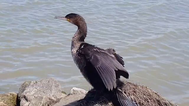Ейск?Чайка. Баклан. Сазан. Лиман. смотреть онлайн
