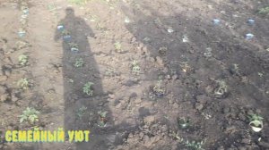 Садим помидоры в баклашки. Наш вариант. Защита от медведки