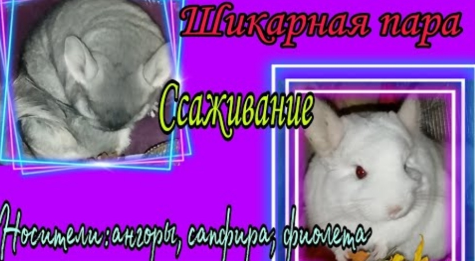 Ссаживание шиншилл разнополых.