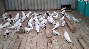Андижанские голуби в Москве, бойные голуби, питомник голубей