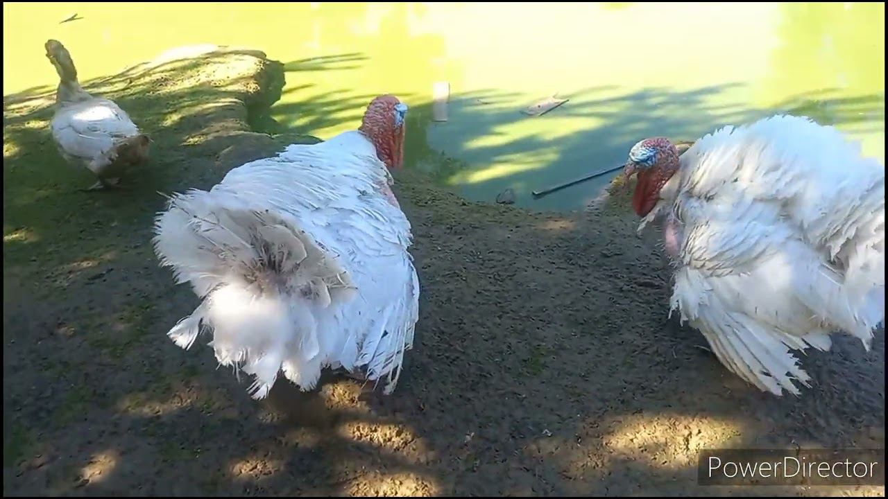 Моя птица))) Курица попала в капкан. смотреть онлайн