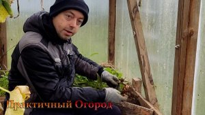 Вот такой урожай имбиря мне удалось получить. Выращивание имбиря в Подмосковье.