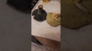Ложный полубелый гриб (горчак)