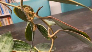 Хойя макрофила альбомаргината. Цветение. Hoya Albomarginata