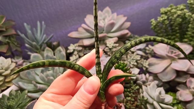 #сансевиерия 💕 #новинки с Авито👍 смотреть онлайн