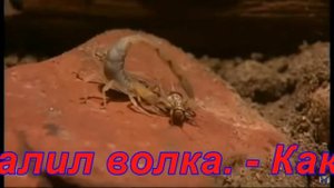 Притча про Волка и Скорпиона