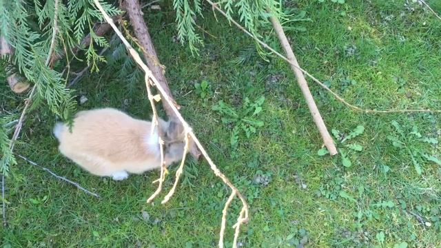 Les aventures de mon petit lapin смотреть онлайн